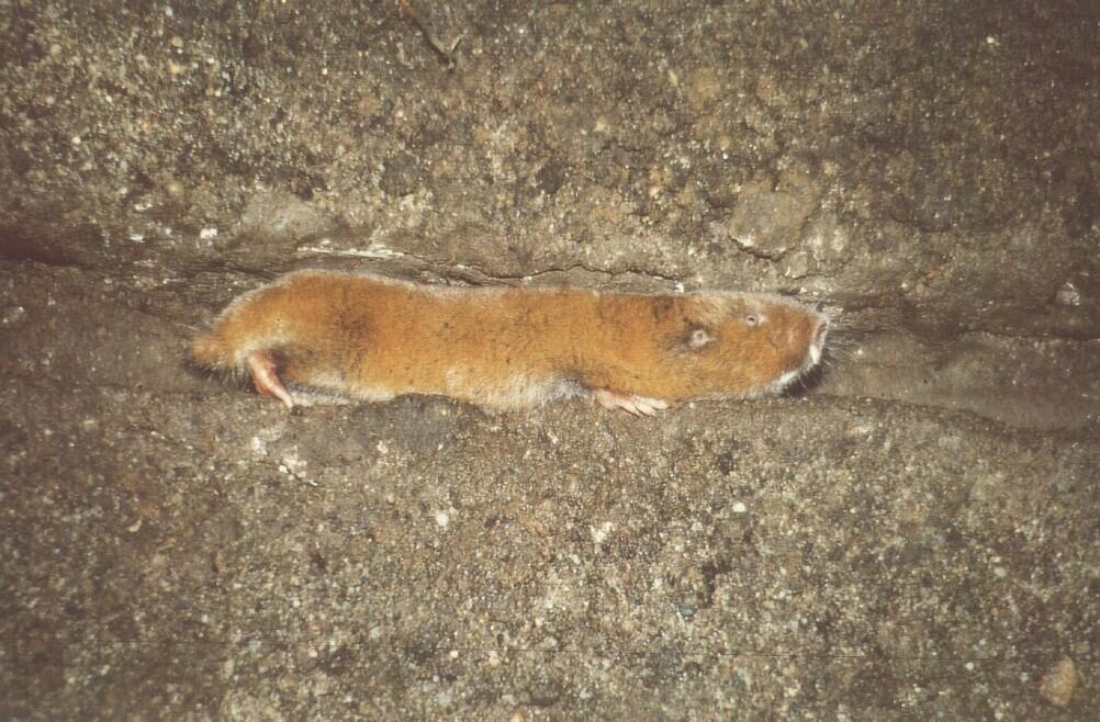 Ein Afrikanischer Graumull läuft durch einen unterirdischen Tunnel.