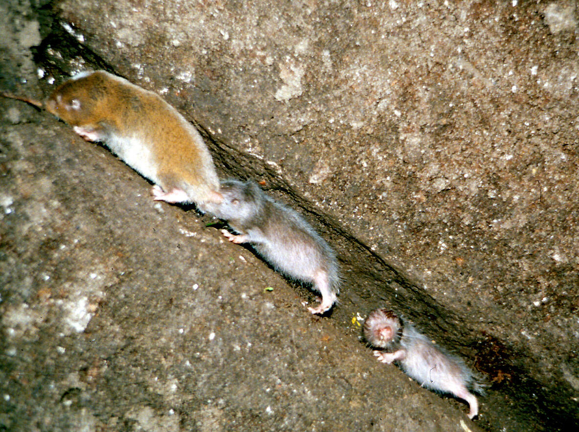 Eine kleine Gruppe von Afrikanischen Graumullen bewegen sich durch einen Tunnel.