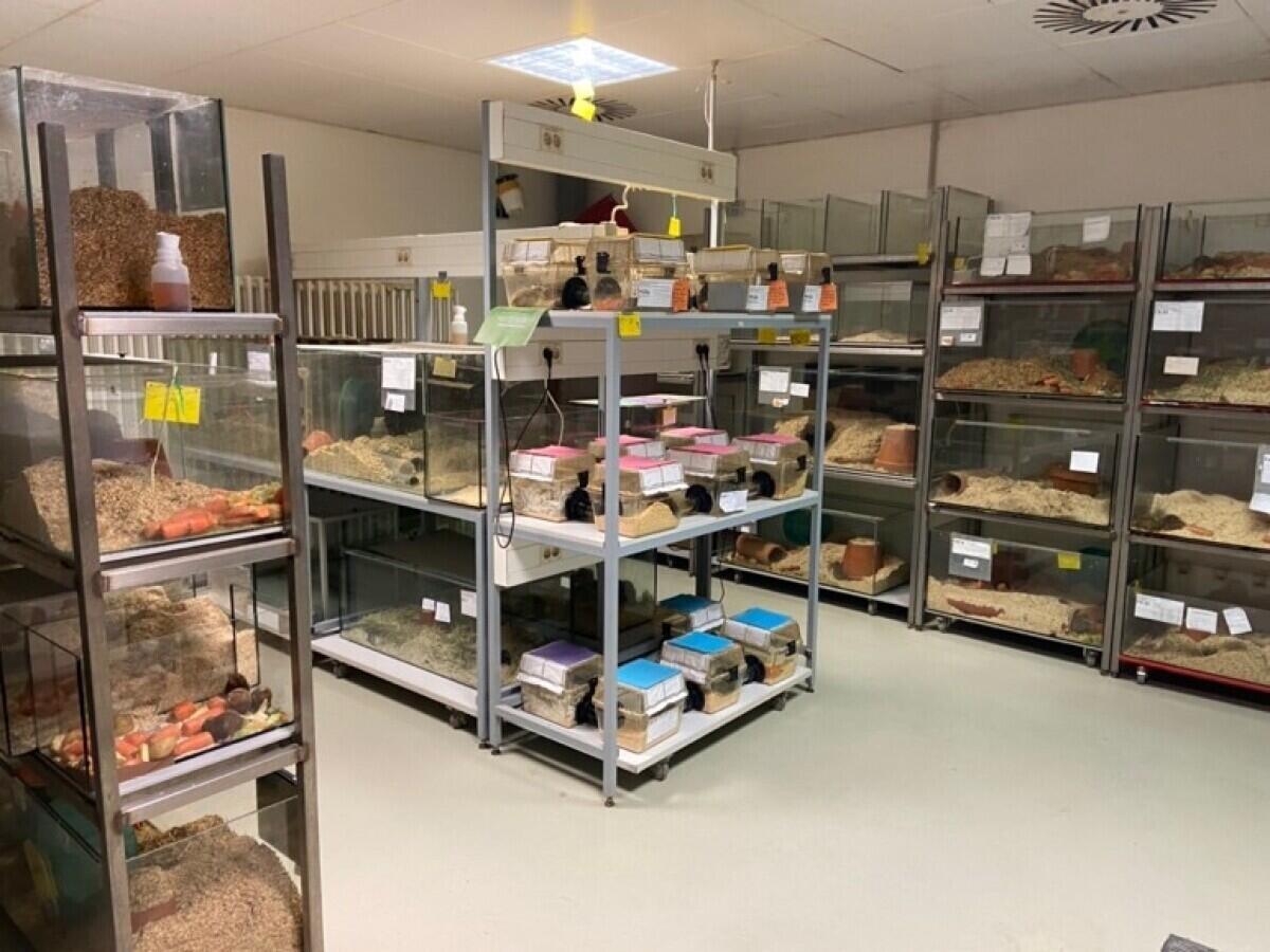 Die Gestaltung der Haltungsumgebung im Labor ermöglicht es den Tieren, typische Verhaltensweisen wie Graben, Erkunden und soziale Interaktion auszuleben.