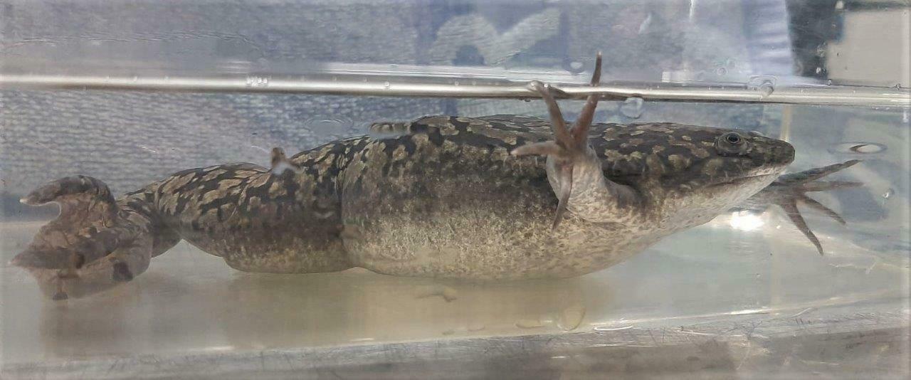 Seitenansicht eines Krallenfrosches der in der Studie "Establishment of the body condition score for adult female Xenopus laevis“ verwendet wurde.