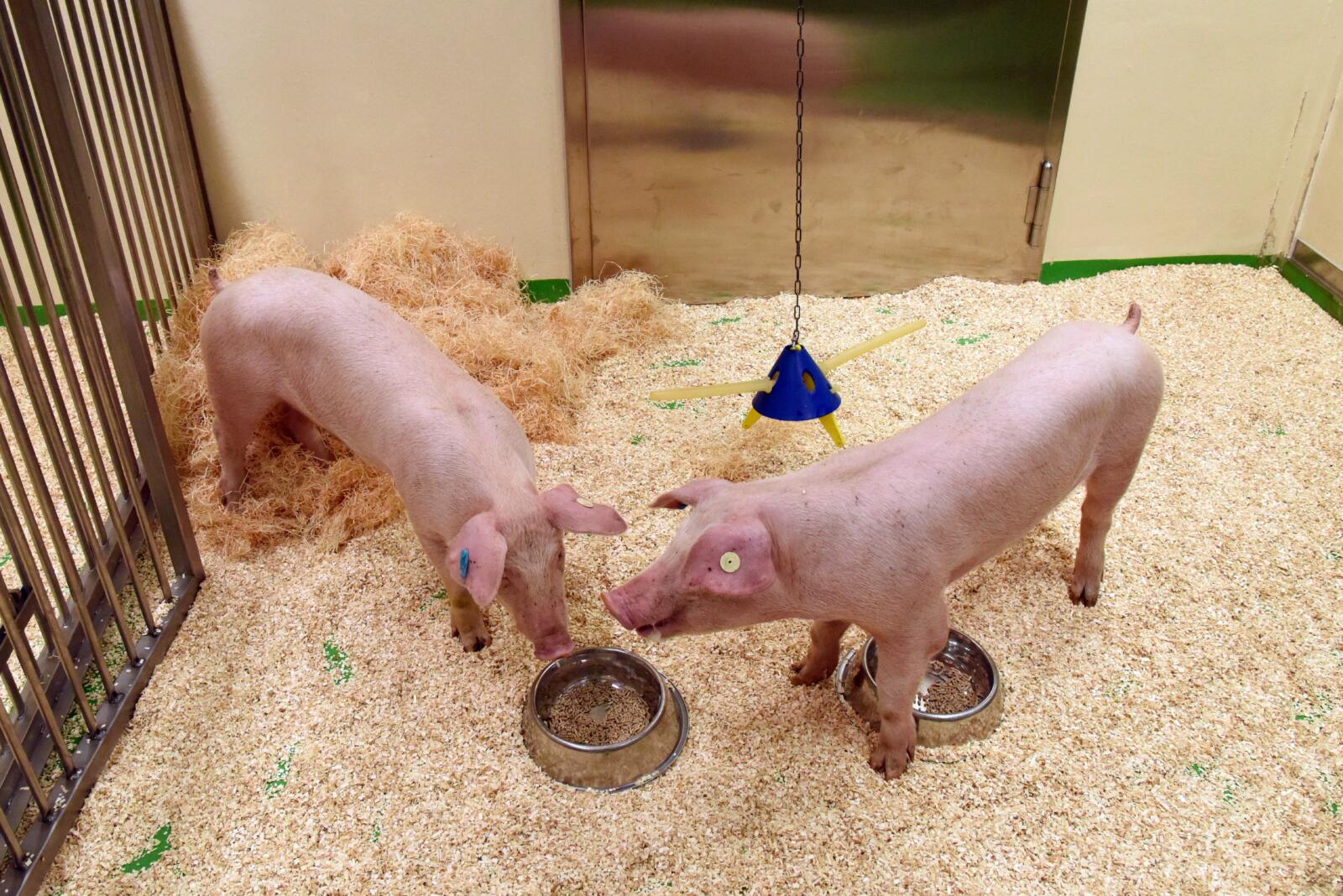 Laboratory Animal Day 2025 | Pigs in biomedical research