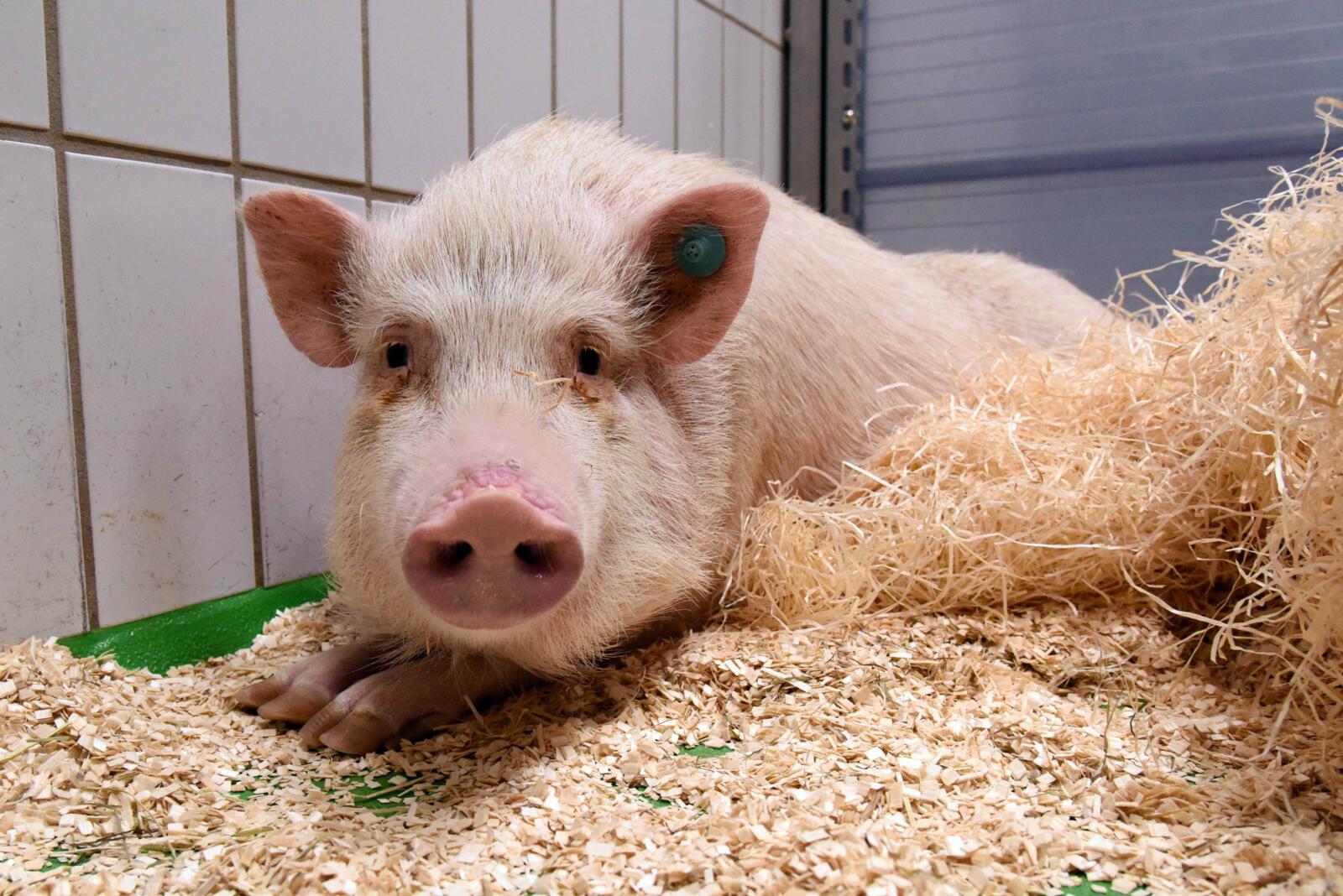 Laboratory Animal Day 2025 | Pigs in biomedical research