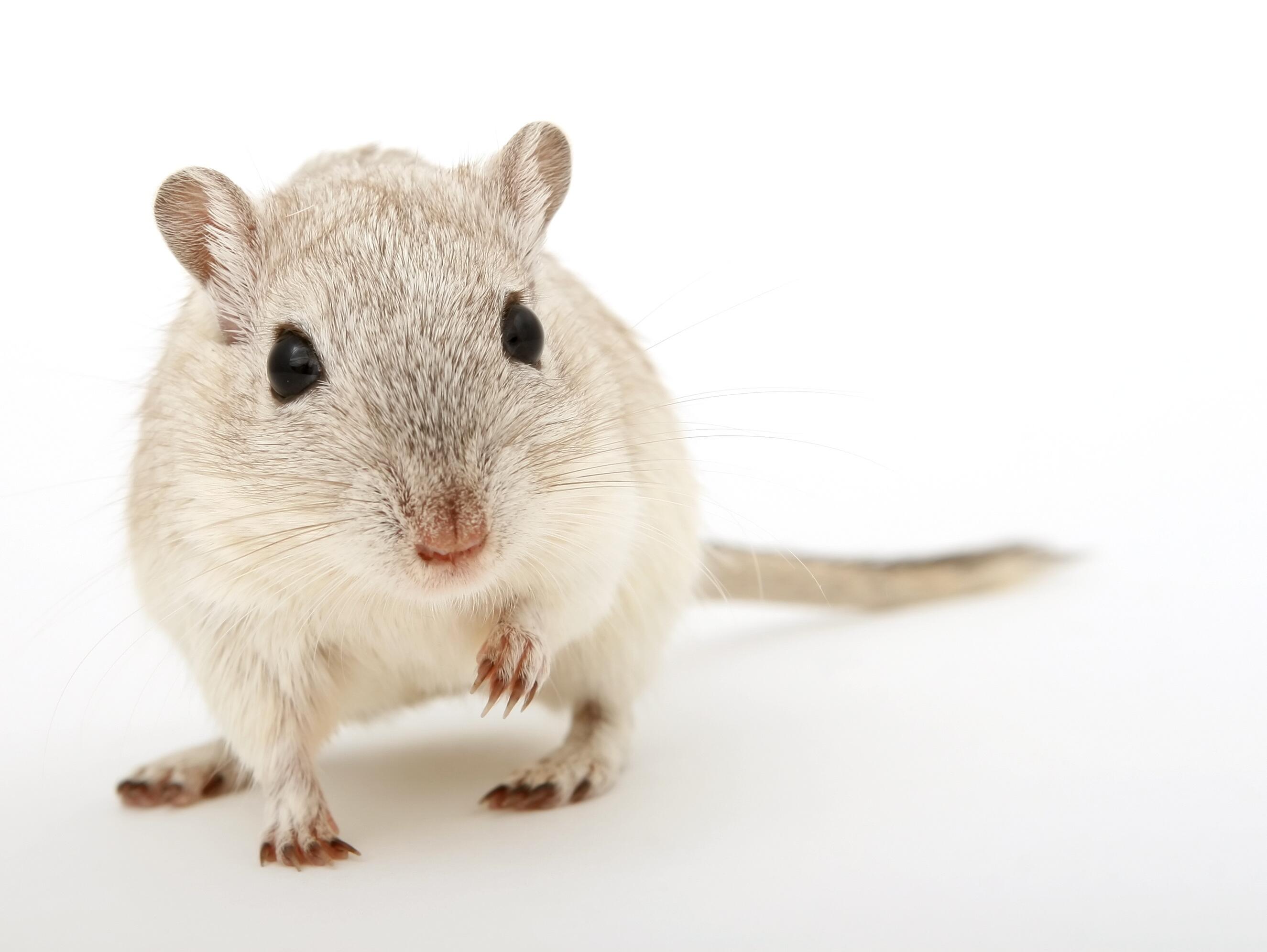 Weiße Maus vor weißem Hintergrund