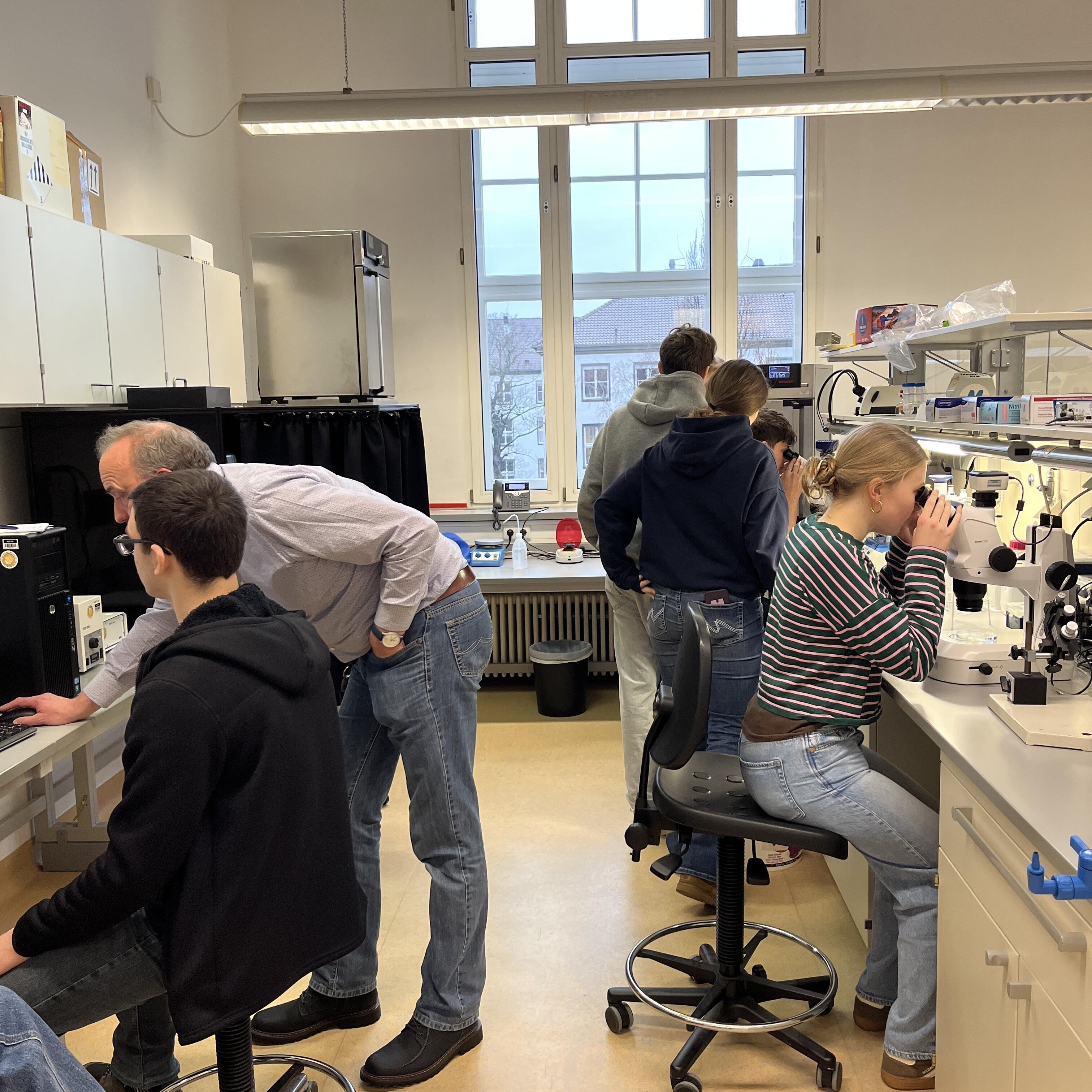 Untersuchung von Zebrafischembryonen