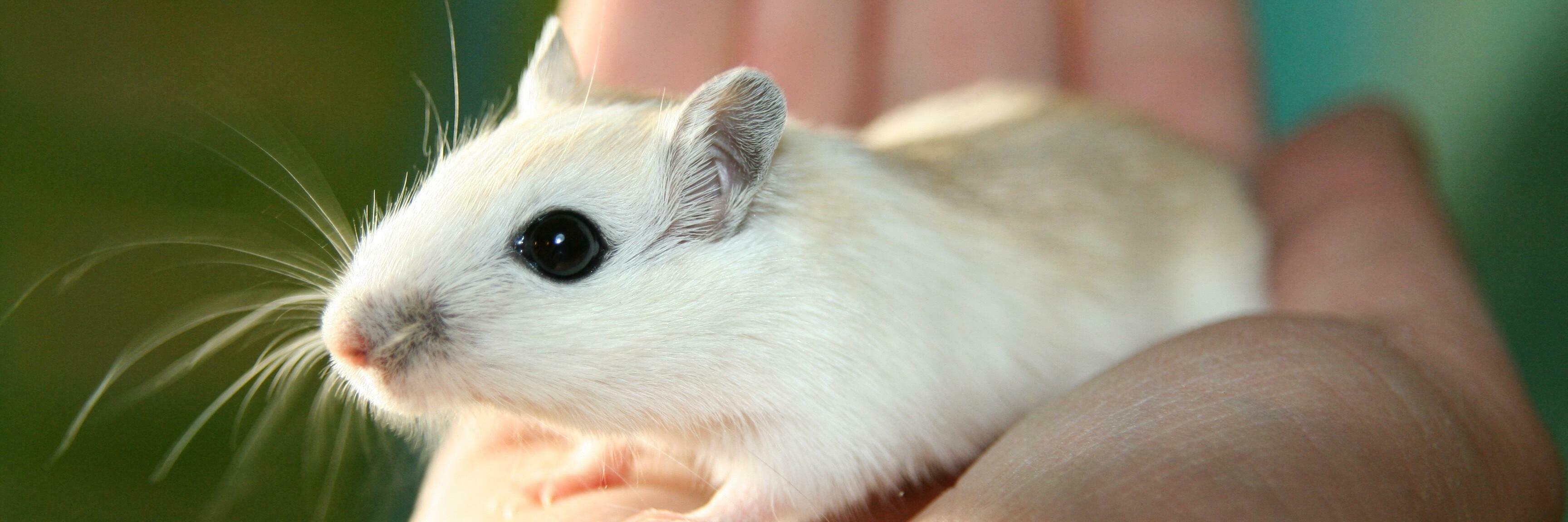 weiße Maus in einer menschlichen Hand