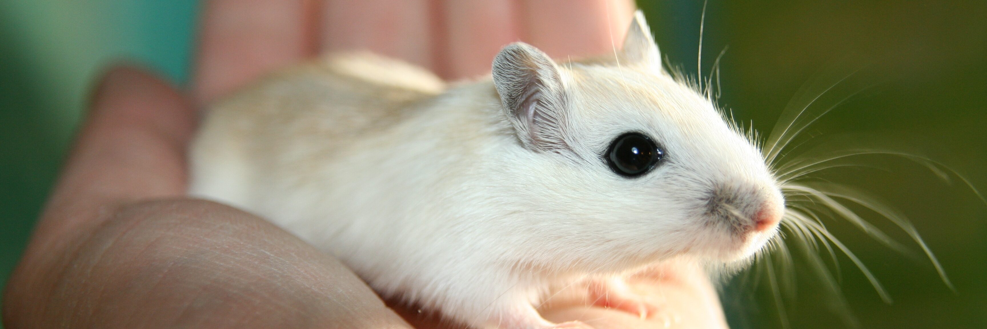 weiße Maus in einer menschlichen Hand
