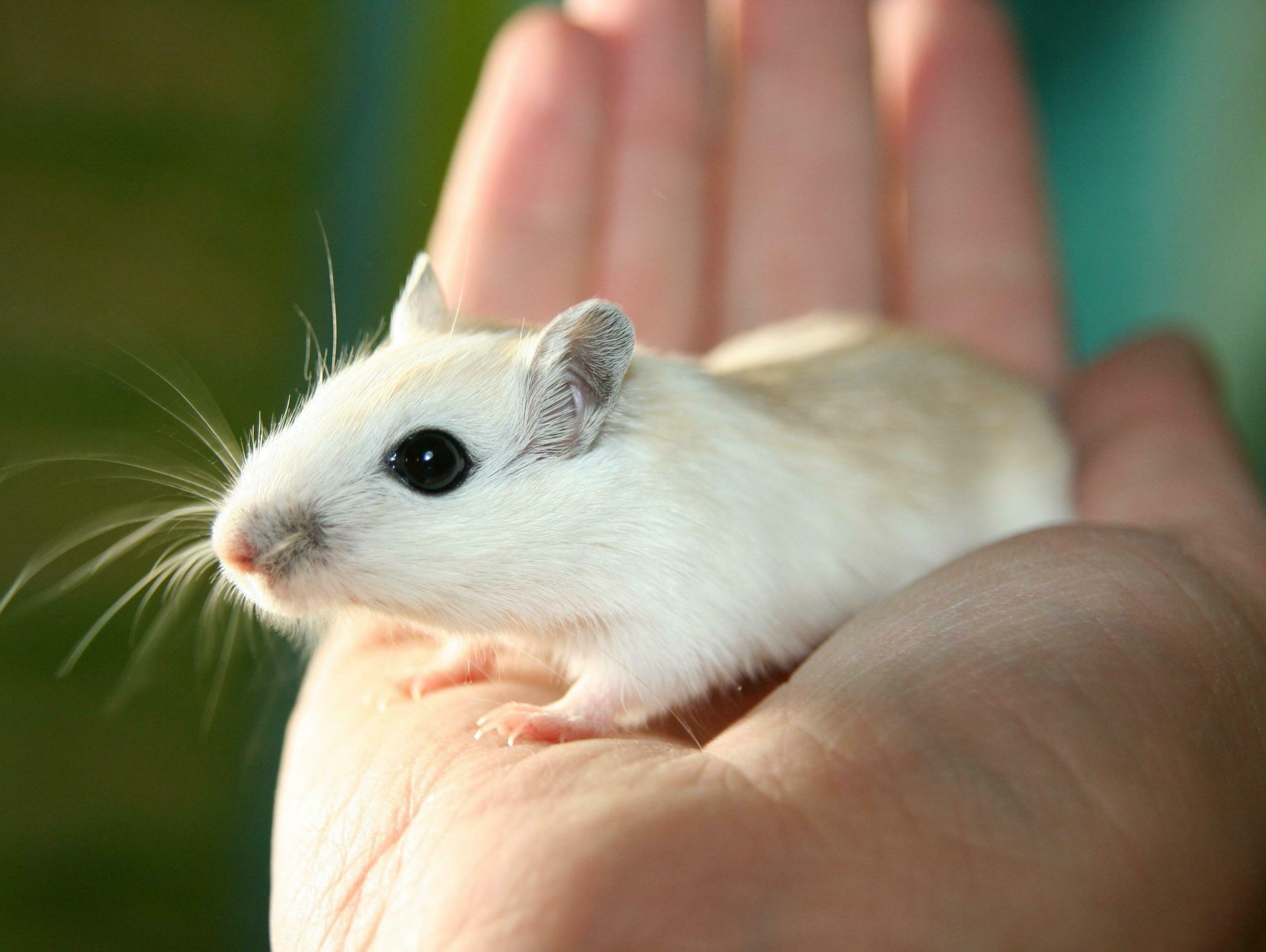 weiße Maus in einer menschlichen Hand