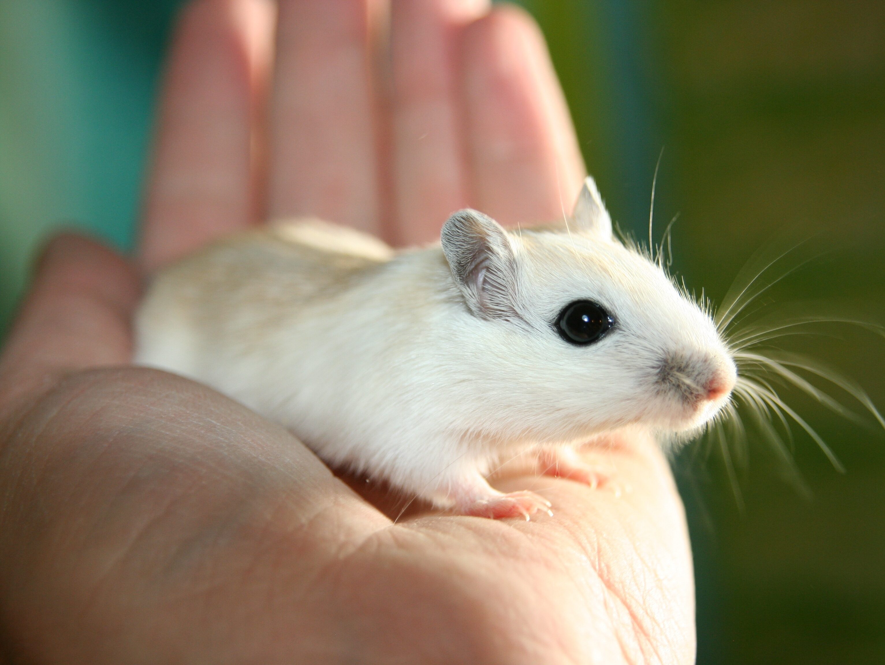 weiße Maus in einer menschlichen Hand