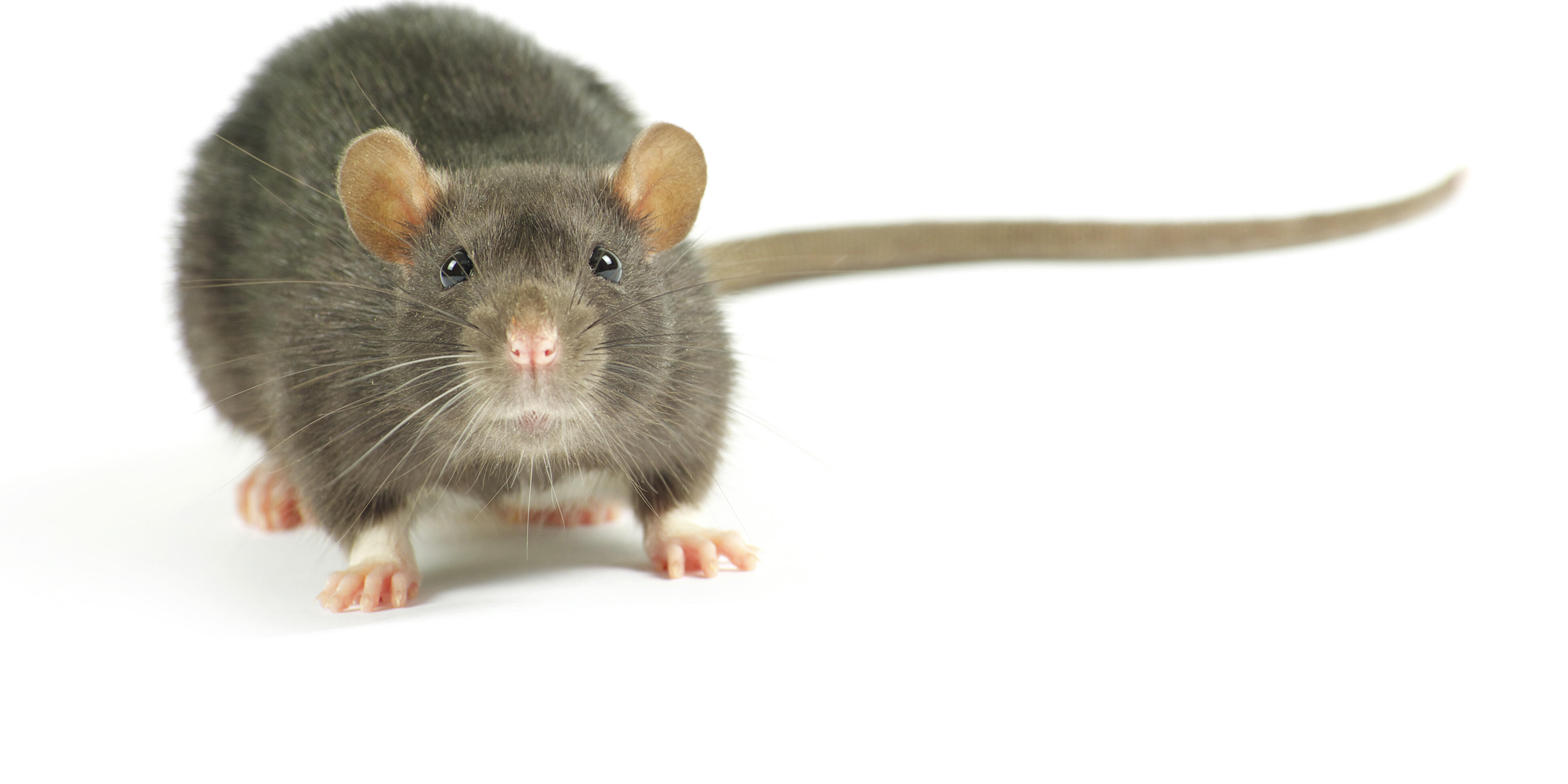 Eine Maus 
A mouse