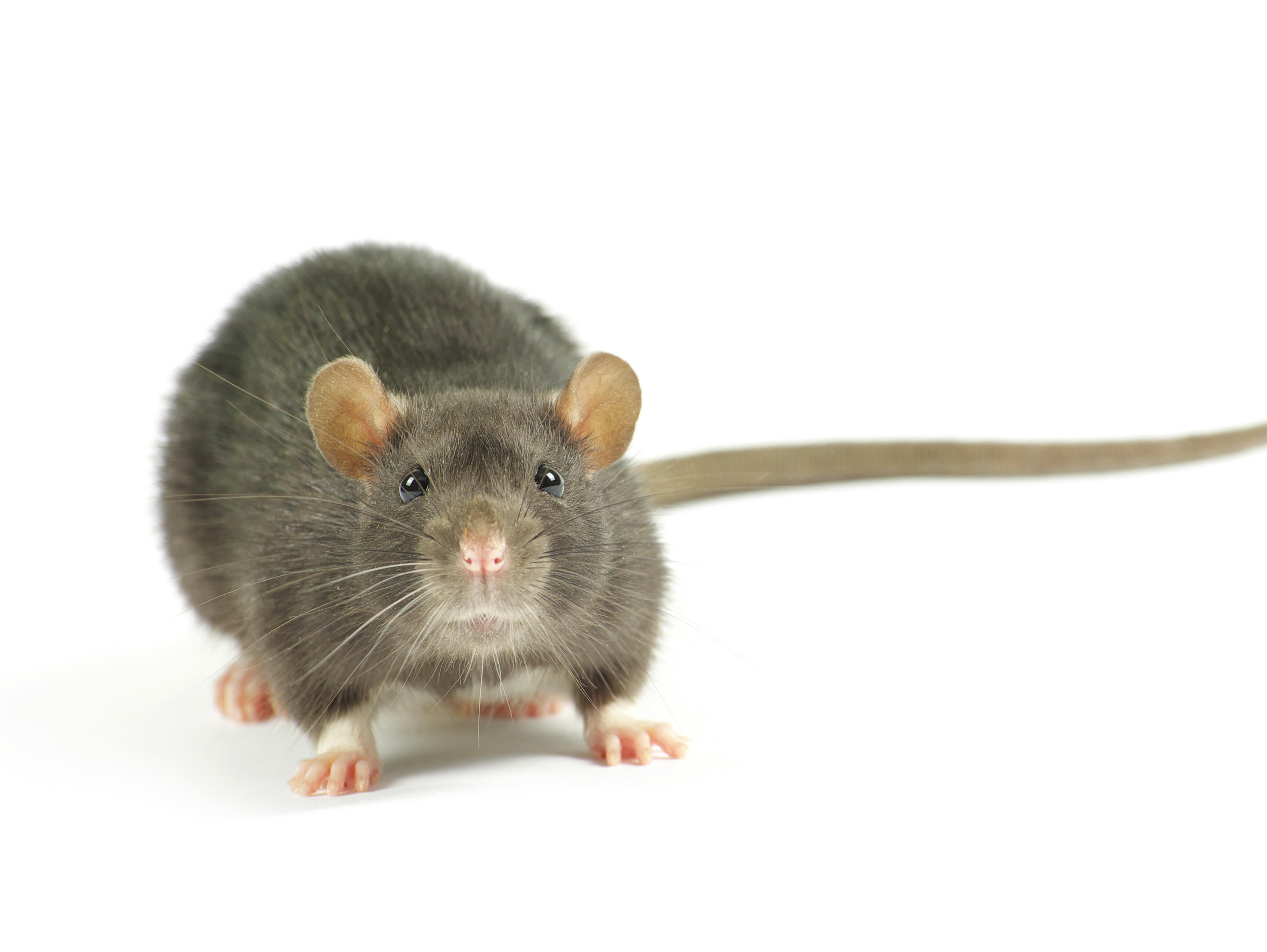 Eine Maus 
A mouse