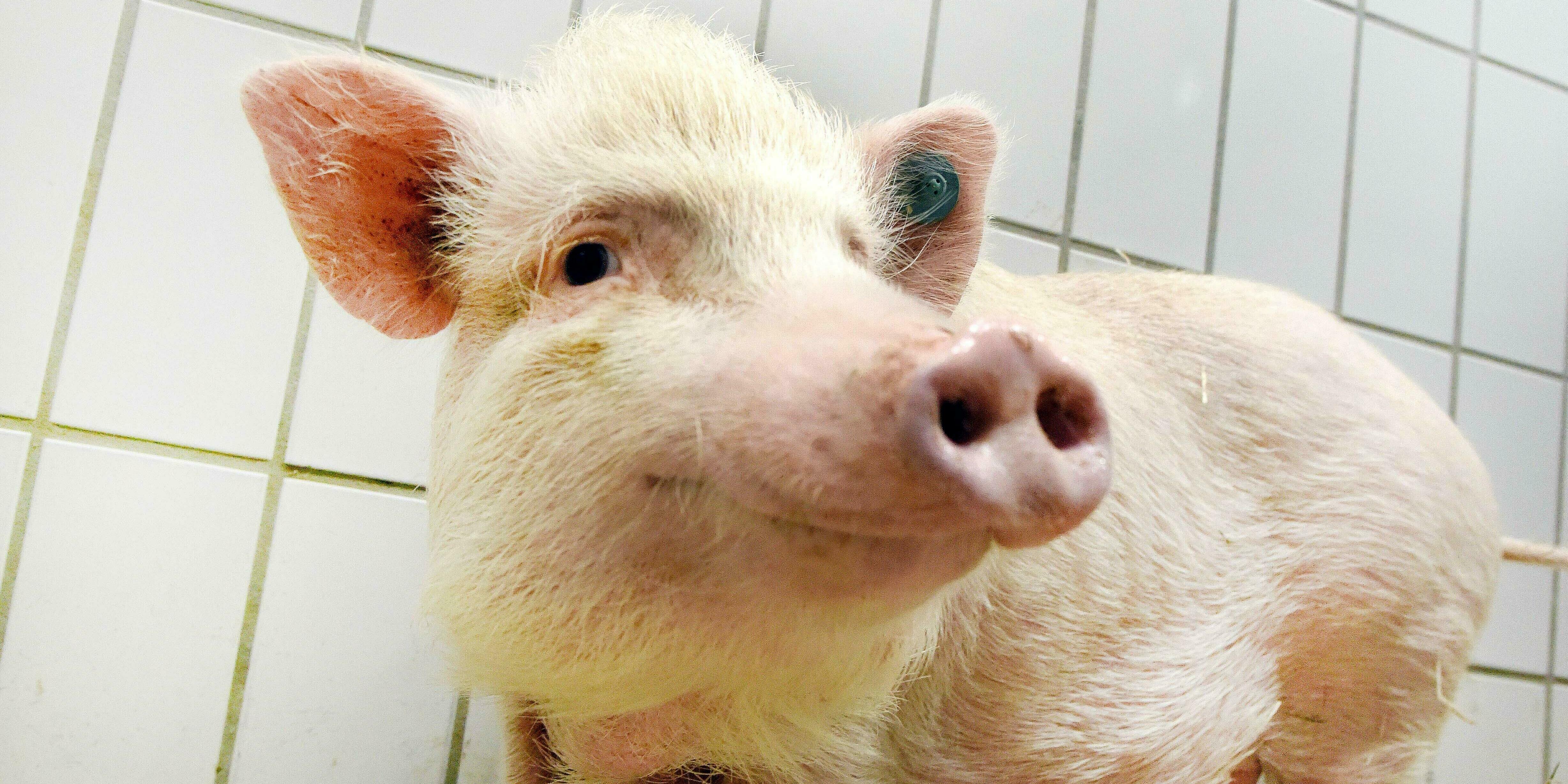 Ein Schwein in der Tierhaltung des Instituts für Versuchstierkunde in Aachen