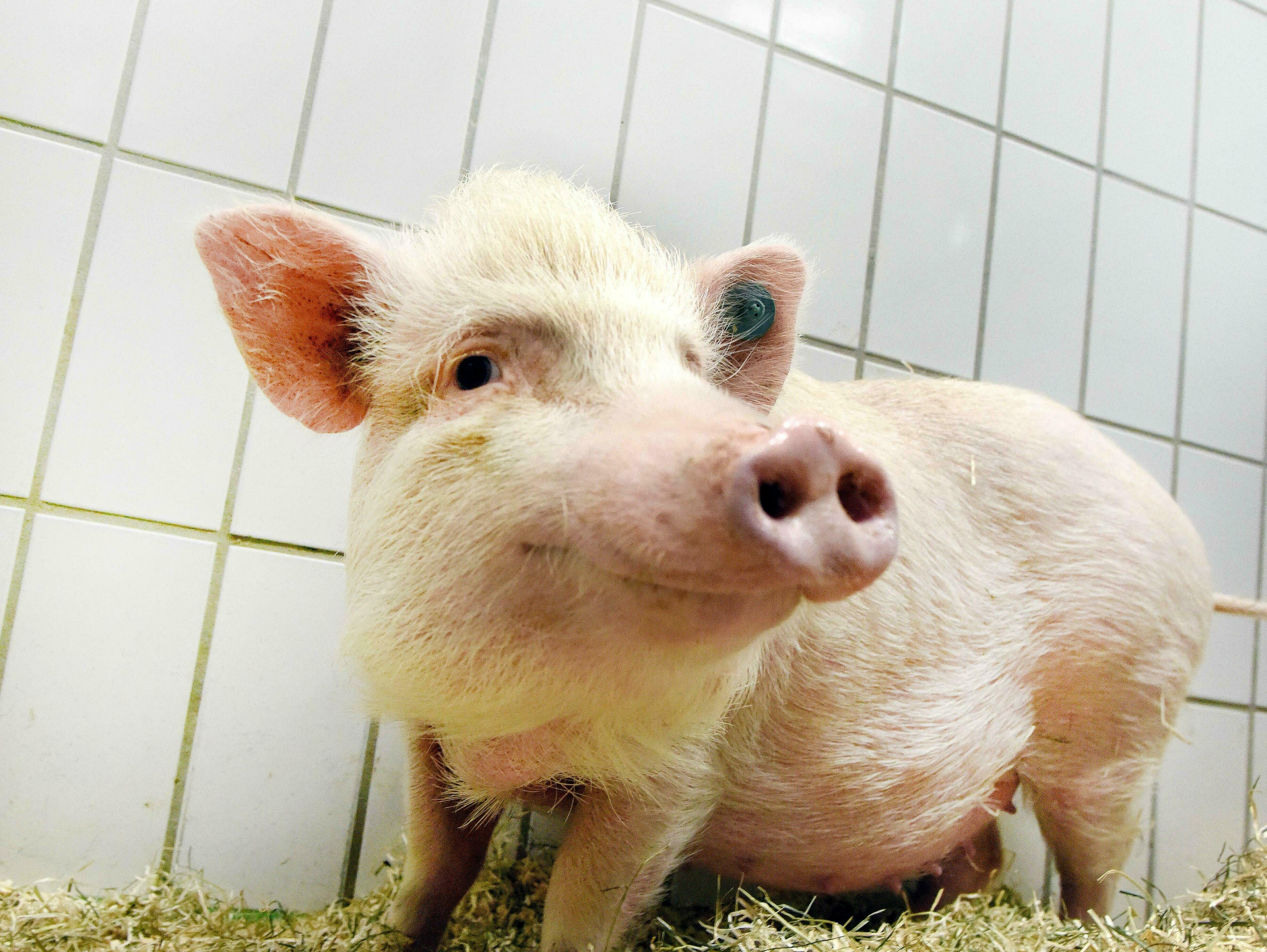 Ein Schwein in der Tierhaltung des Instituts für Versuchstierkunde in Aachen