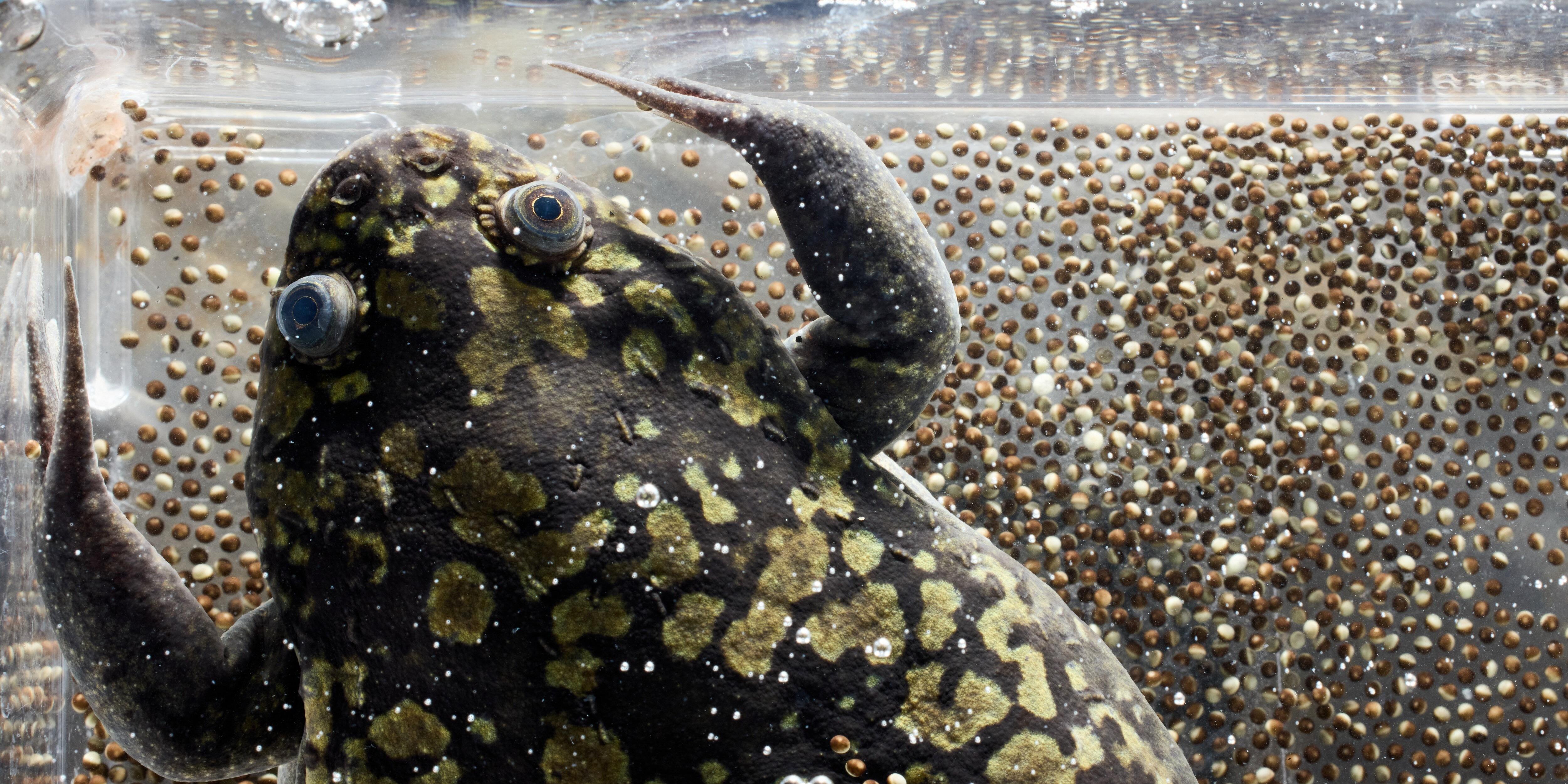 A photo of a clawed frog in a water tank and with numerous eggs