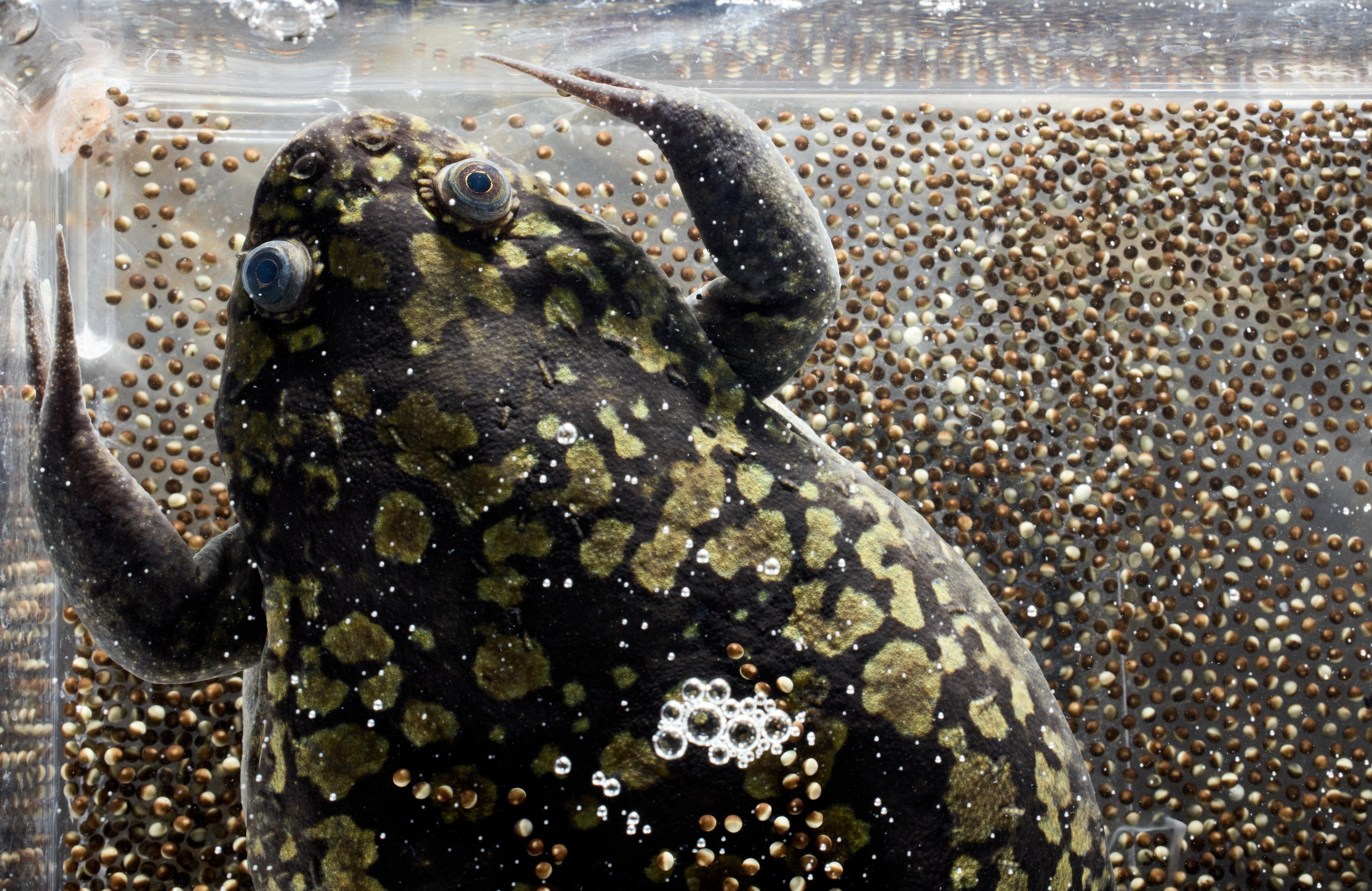 A photo of a clawed frog in a water tank and with numerous eggs
