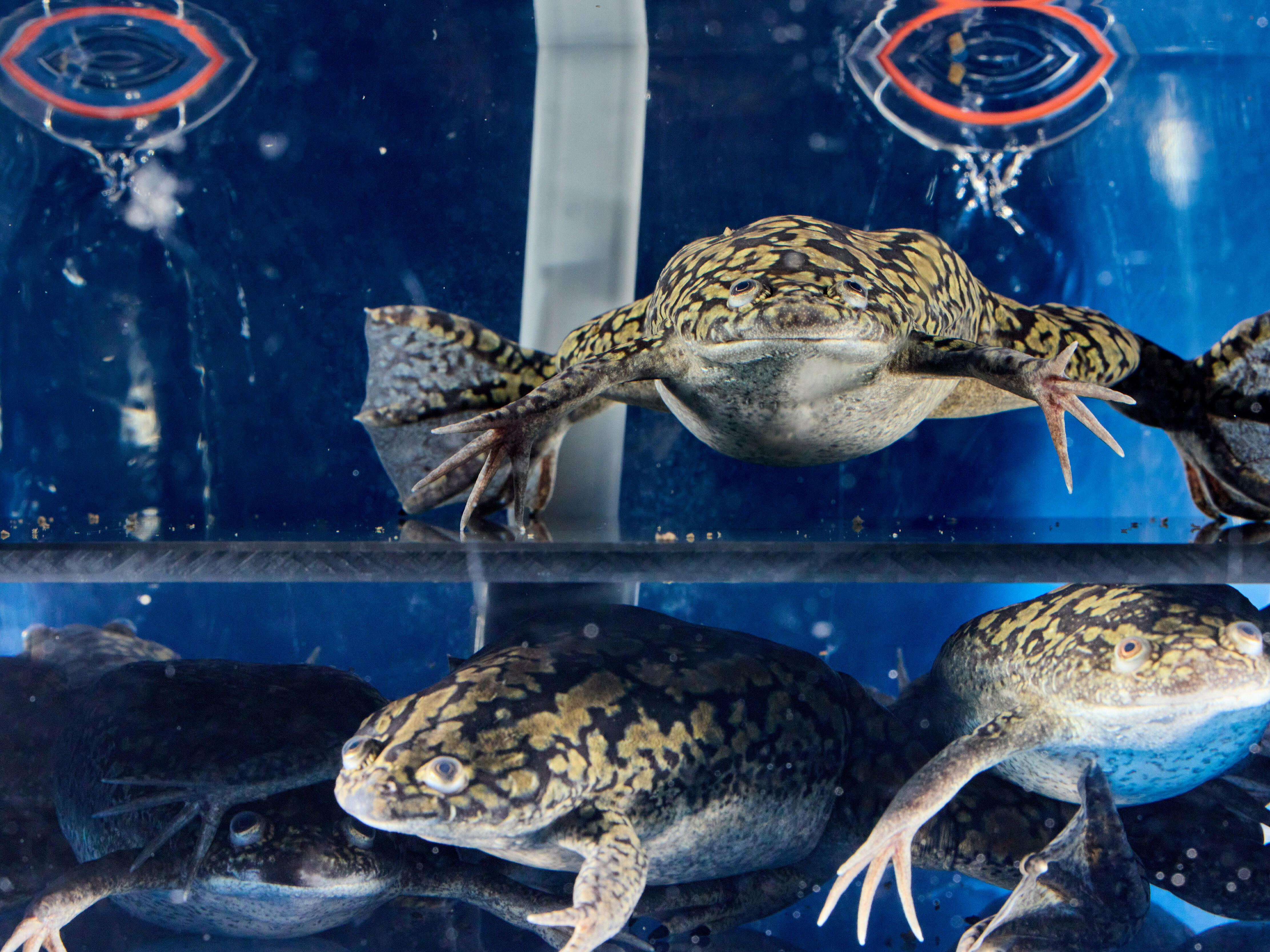 Adulte Krallenfrösche in einem Wassertank