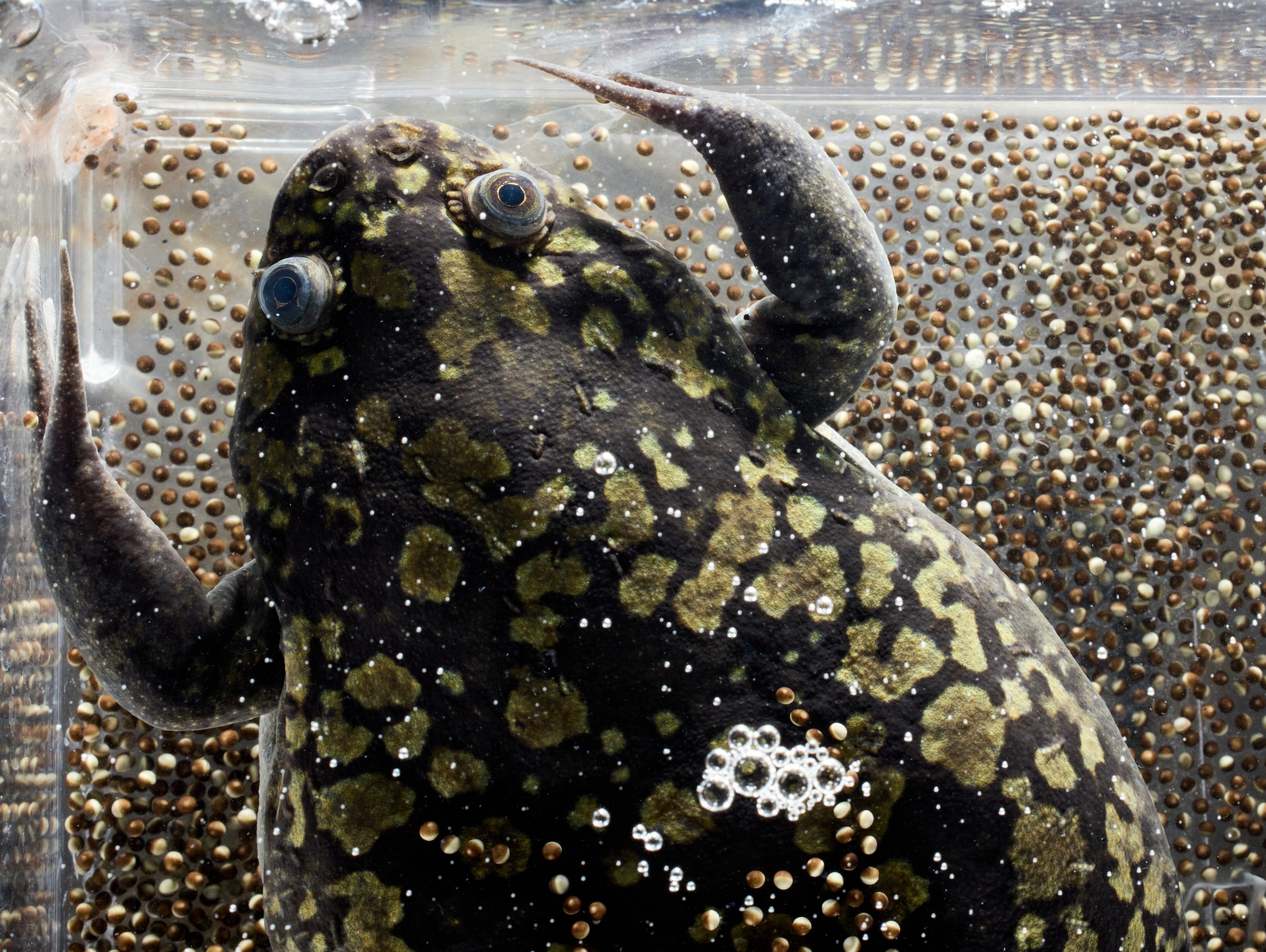 A photo of a clawed frog in a water tank and with numerous eggs
