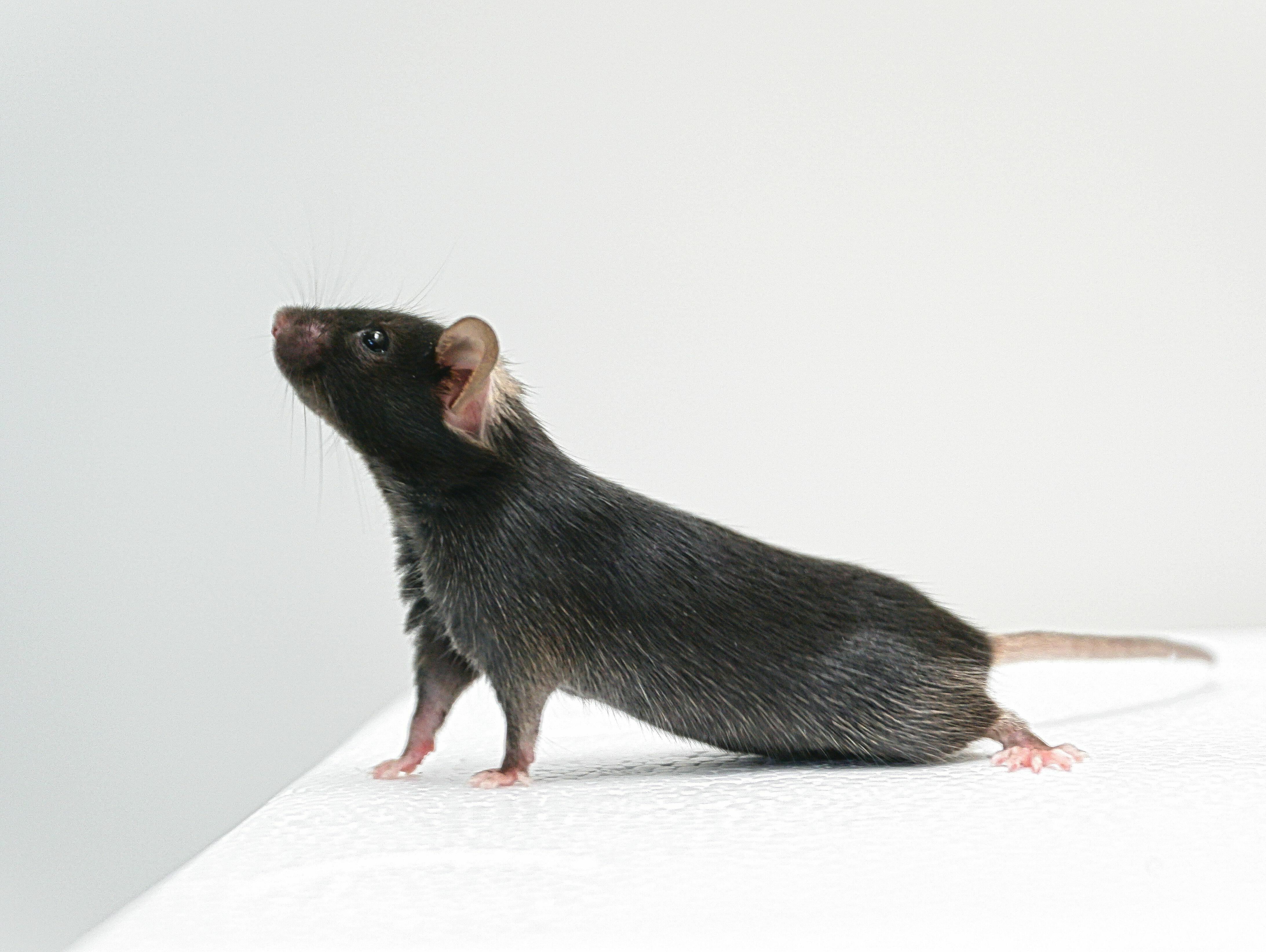 schwarze Maus