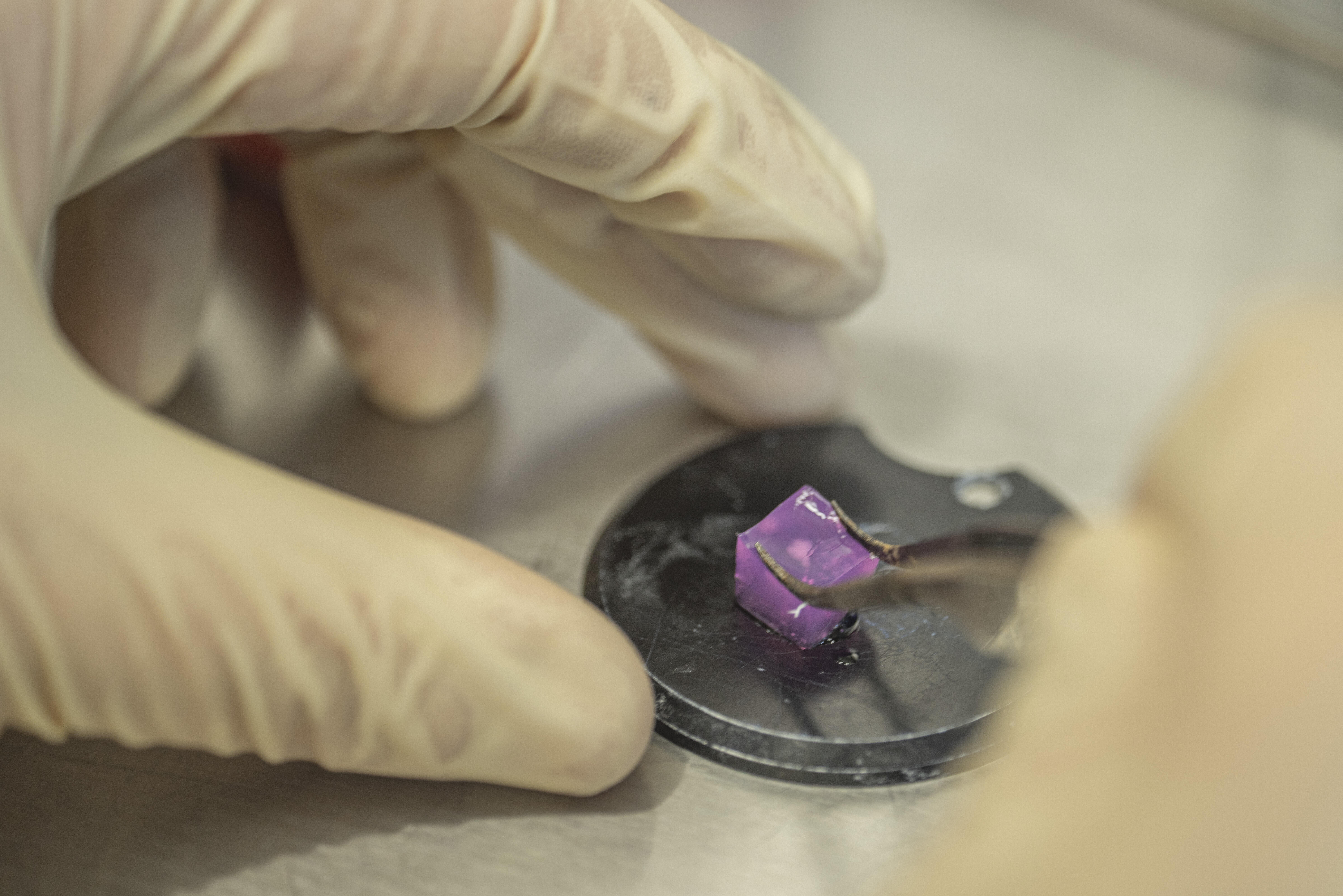 Mit einer Pinzette wird ein rosa Würfel, in dem sich Organoide befinden, auf eine graue Platte gesetzt. Die Hände tragen Handschuhe.