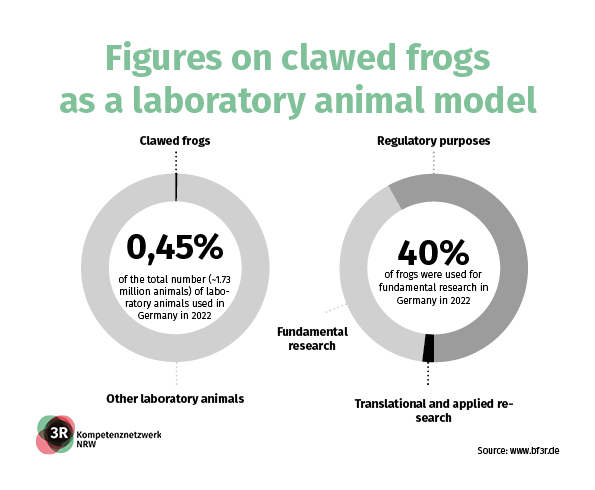 Figures on the clawed frogs as a laboratory animal model in 2022