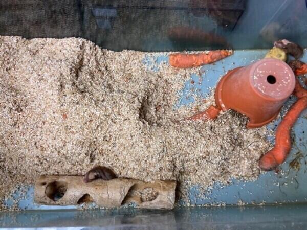 Blick von oben in ein typisch eingerichtetes Graumull-Terrarium (rechts oben befindet sich ein Tontopf, in welchem die Tiere ihr mit Heu gepolstertes Nest errichtet haben; unten mittig erkundet ein Tier einen Holztunnel; ein weiterer Tunnel ist vergraben).