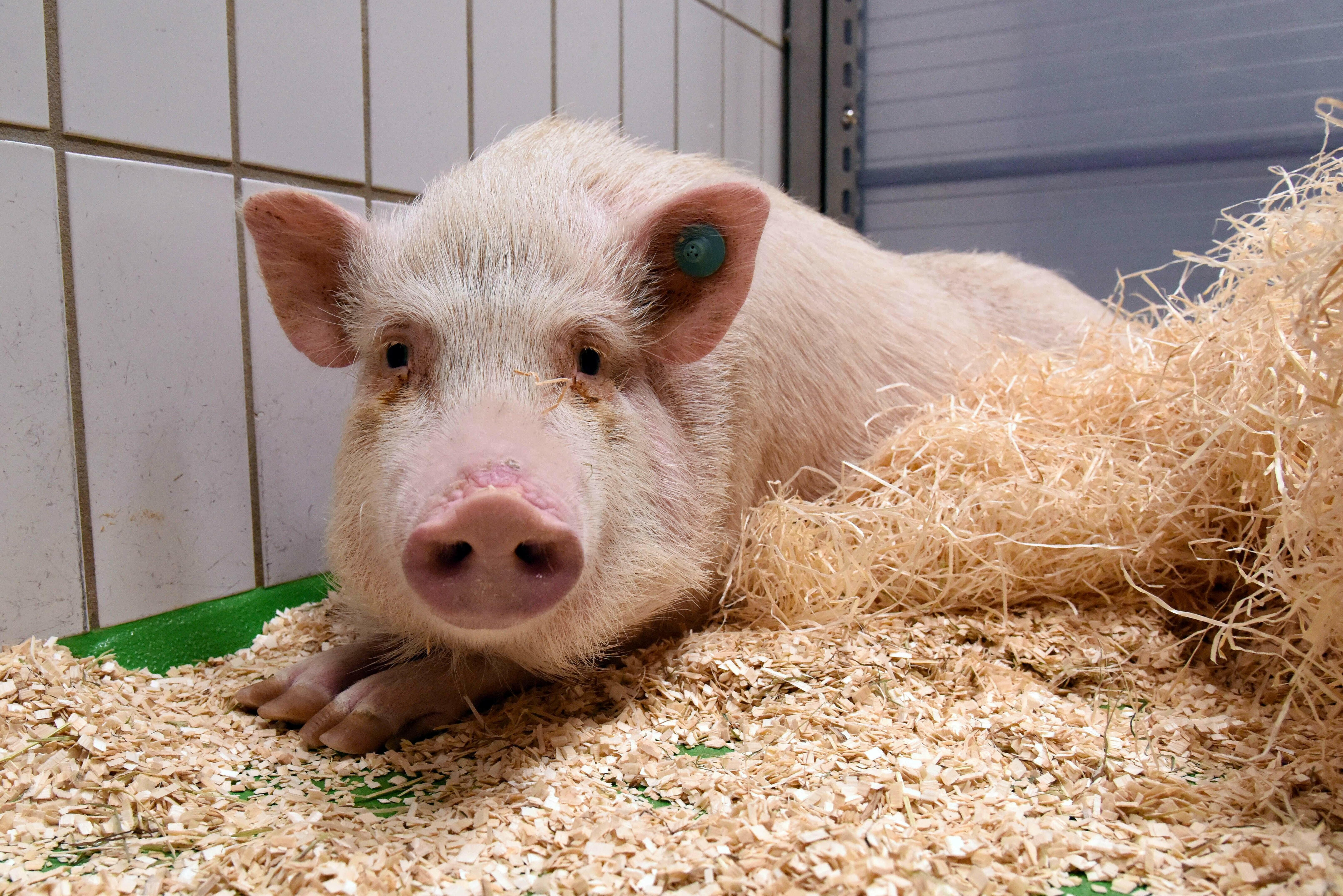 Ein Laborschwein liegt auf dem mit Einstreu bedeckten Boden.