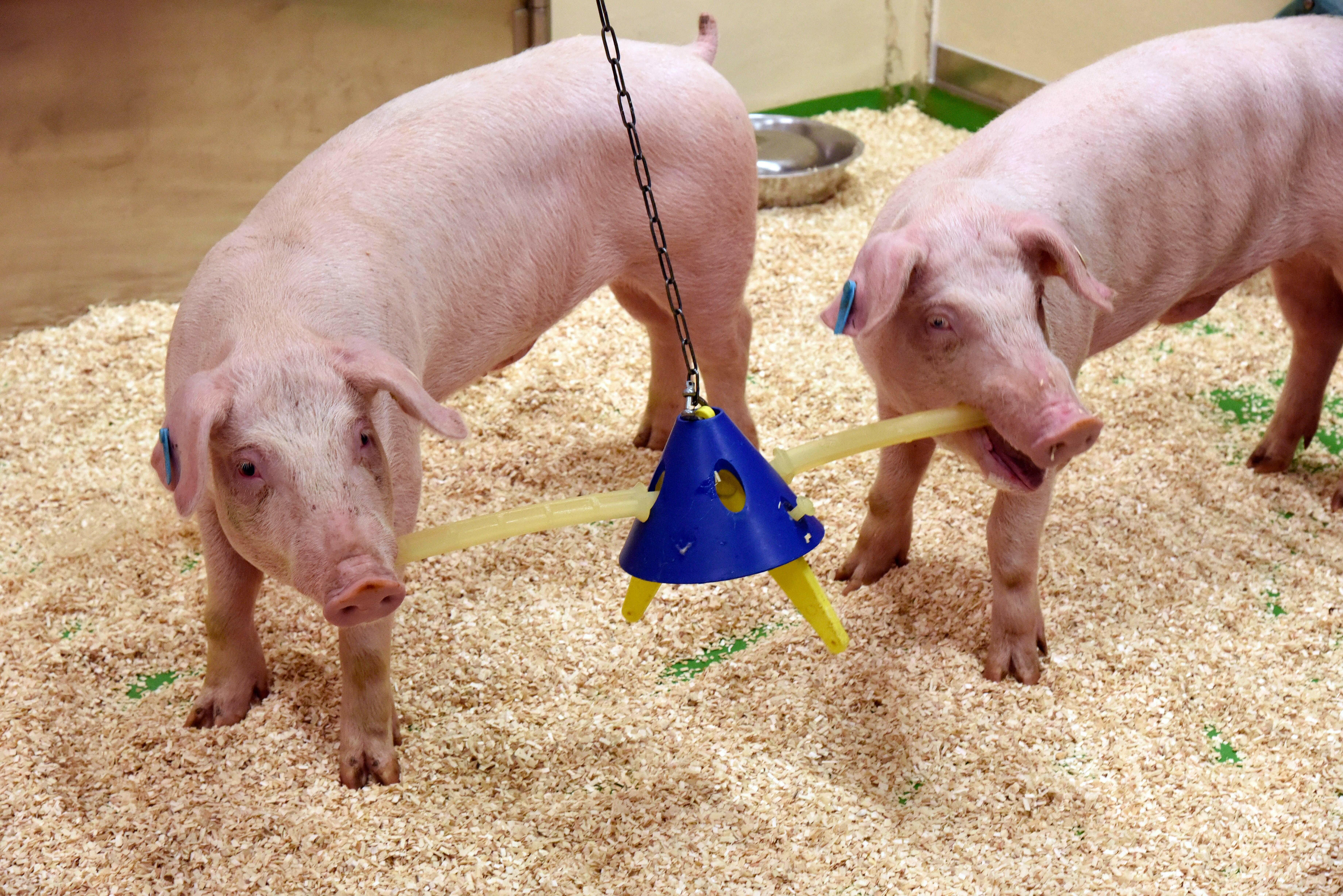 Zwei Schweine werden mit Beißstangen als Enrichmentmethode in der Tierhaltungsanlage beschäftigt.