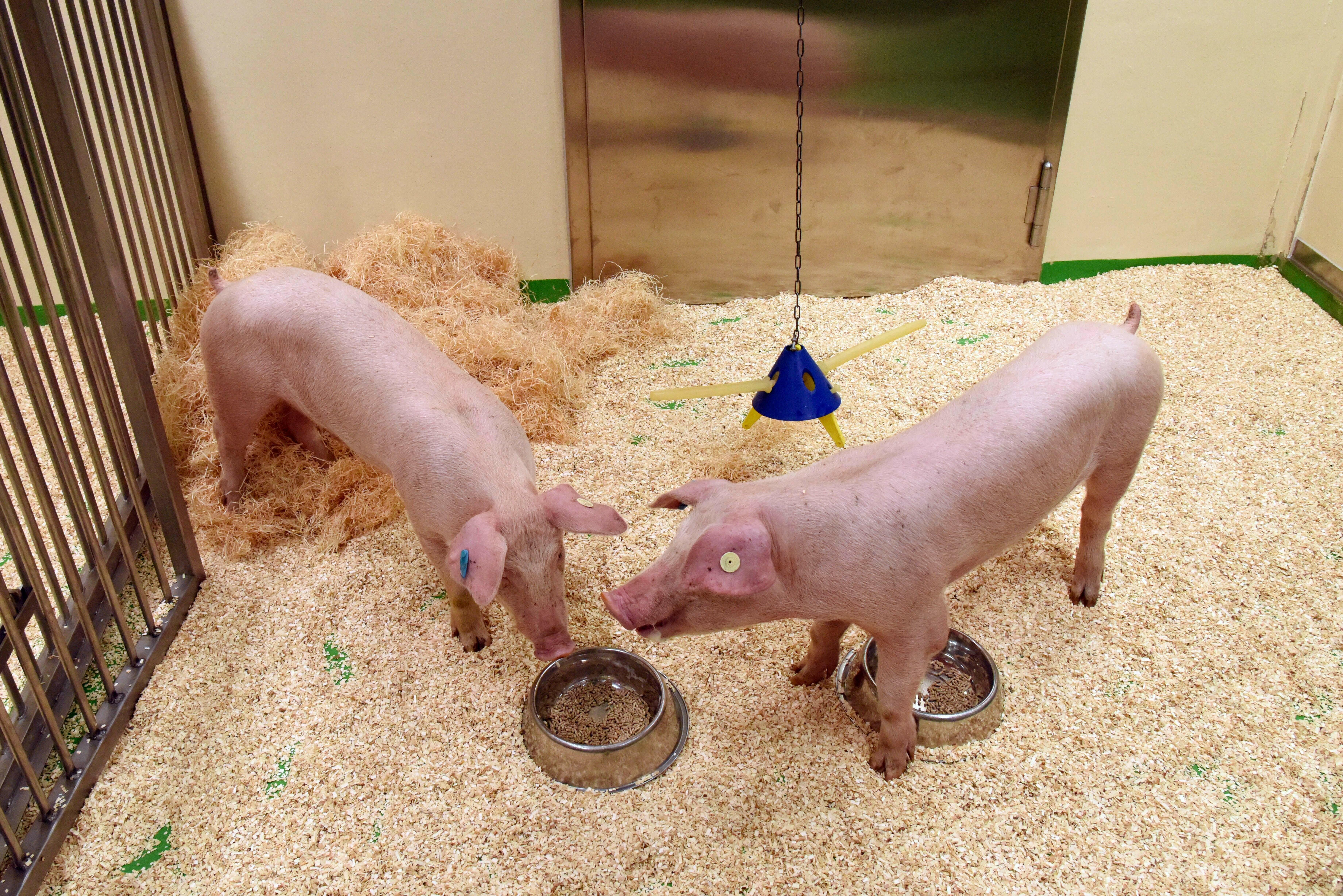 Blick in den Stall, in dem zwei Laborschweine gehalten werden, während der Fütterungszeit.