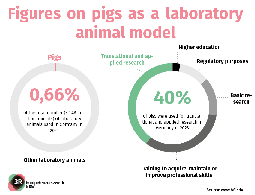 Figures on pigs as a laboratory animal model