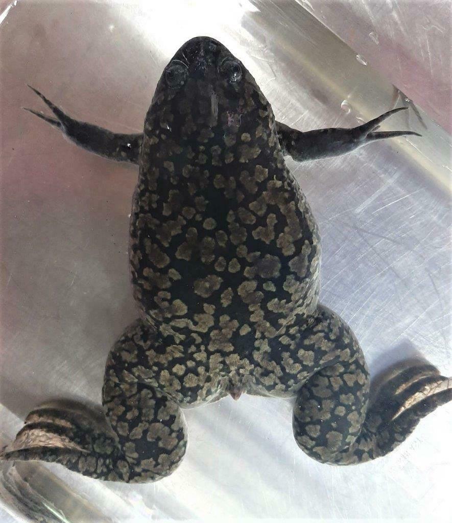Von oben gesehen ein Krallenfrosch der in der Studie „Establishment of the body condition score for adult female Xenopus laevis“ beobachtet wurde
