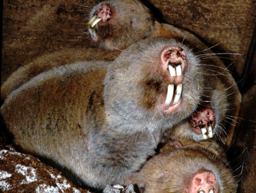 Vier afrikanische Graumulle